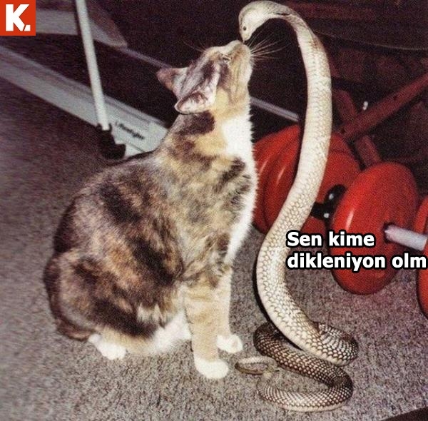 Tadımlık capsler 3