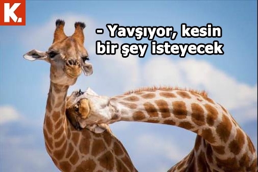 Tadımlık capsler 23