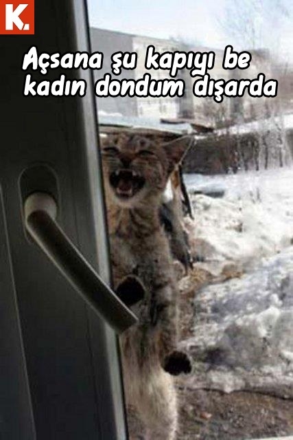 Tadımlık capsler 29