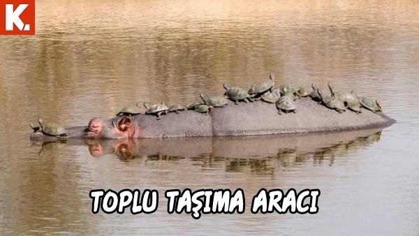 Tadımlık capsler 34