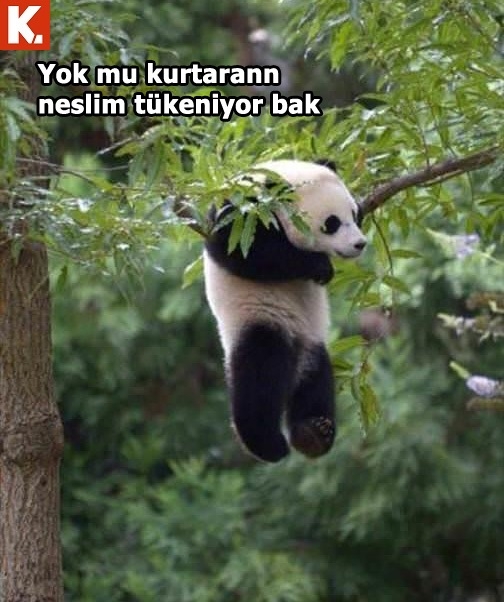 Tadımlık capsler 35