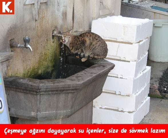 "Sana da sövmek lazım" capsleri 19