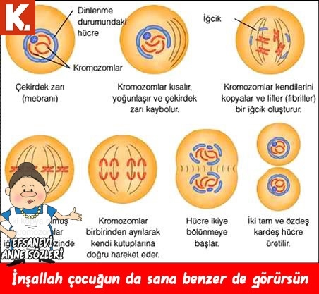 Gülmelik capsler 11