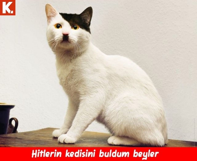 Gülmelik capsler 22