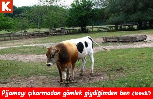 Gülmelik capsler 31