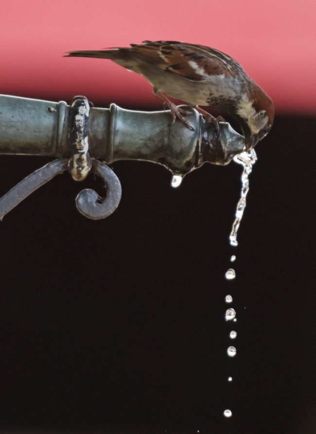 Avrupa'da yüzyılın sıcağı 7