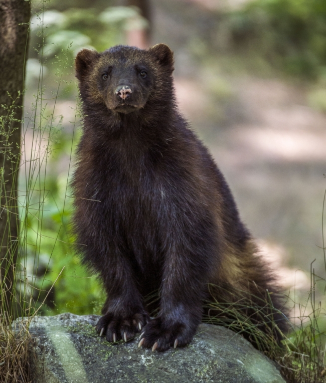 Avrupa'da yüzyılın sıcağı 9