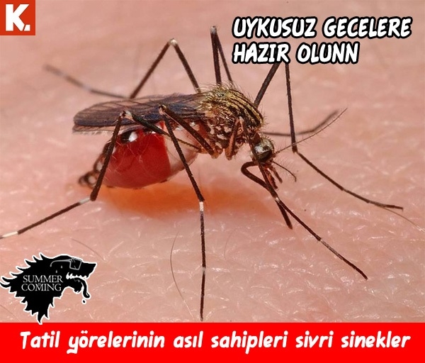 "Summer is coming" capsleri 10