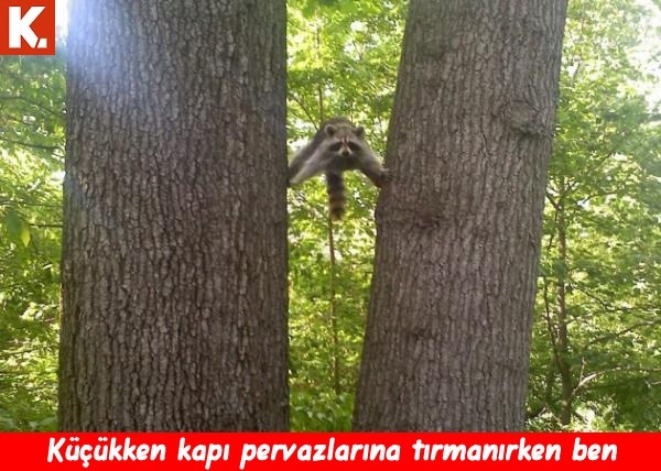 Karın kası yaptıran capsler 26