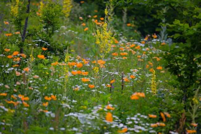 İç Ege'de yayla mevsimi başladı 2