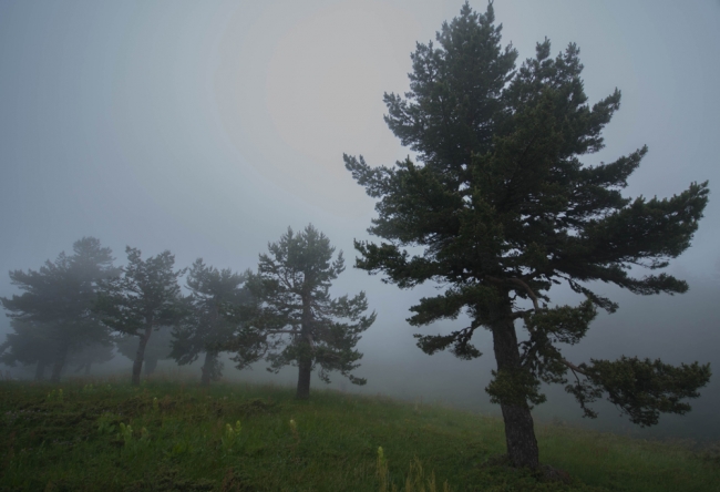 İç Ege'de yayla mevsimi başladı 13