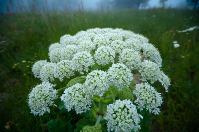 İç Ege'de yayla mevsimi başladı 14