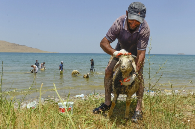 Koyunlara kırkından önce sabunlu duş 2