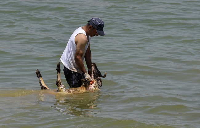 Koyunlara kırkından önce sabunlu duş 3