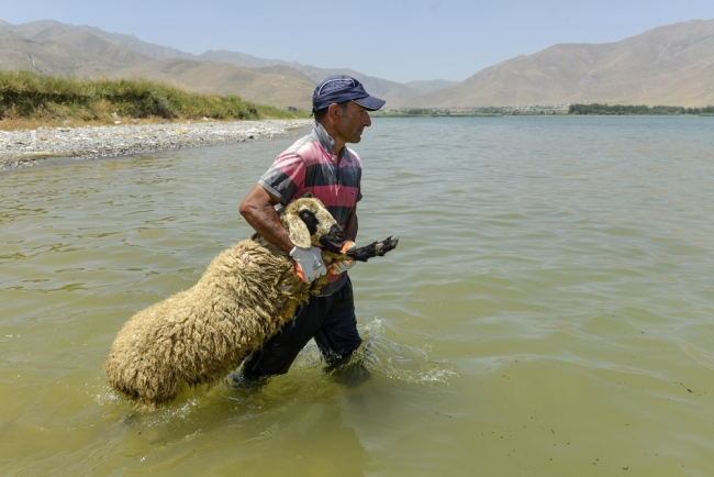 Koyunlara kırkından önce sabunlu duş 4
