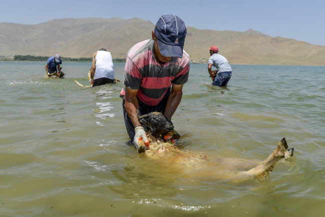 Koyunlara kırkından önce sabunlu duş 6