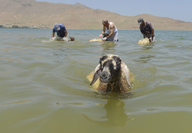 Koyunlara kırkından önce sabunlu duş 7