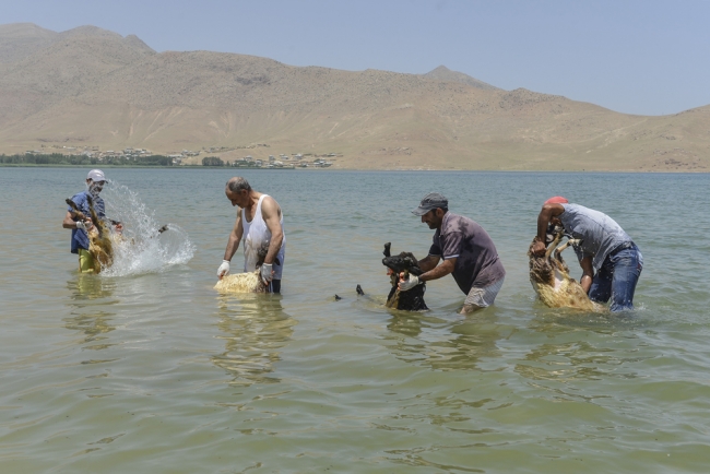 Koyunlara kırkından önce sabunlu duş 8