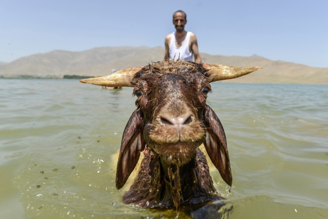 Koyunlara kırkından önce sabunlu duş 9
