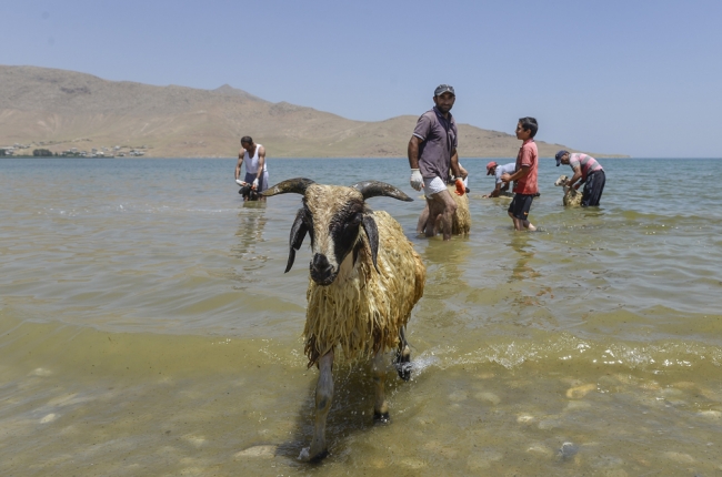 Koyunlara kırkından önce sabunlu duş 10