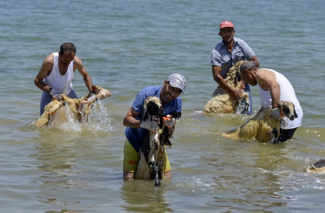Koyunlara kırkından önce sabunlu duş 11