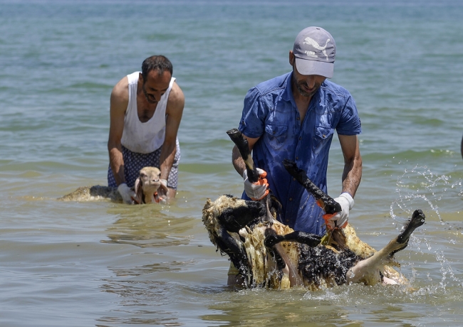 Koyunlara kırkından önce sabunlu duş 12