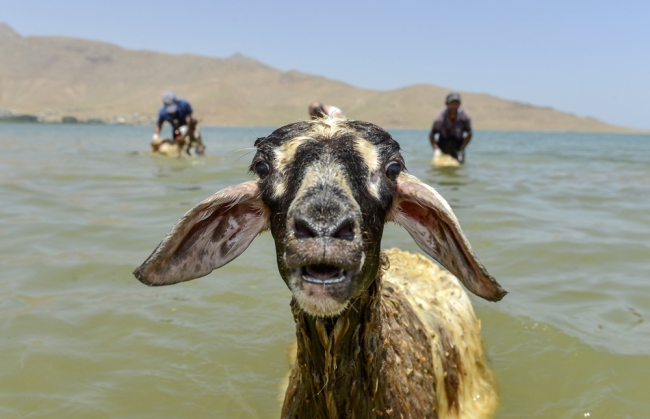 Koyunlara kırkından önce sabunlu duş 5