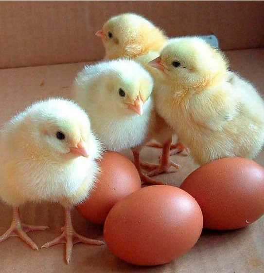 Bu mesleği yapanlar 12 bin TL kazanıyor 2