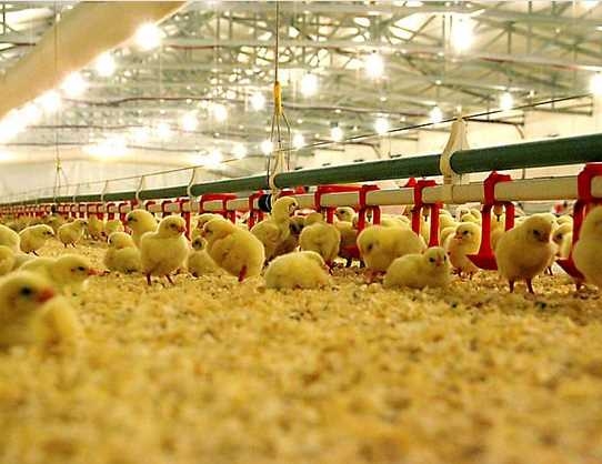 Bu mesleği yapanlar 12 bin TL kazanıyor 3