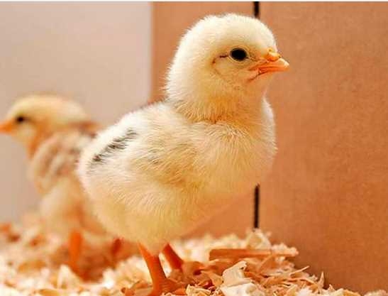 Bu mesleği yapanlar 12 bin TL kazanıyor 5