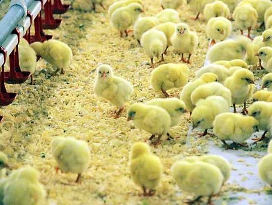 Bu mesleği yapanlar 12 bin TL kazanıyor 6