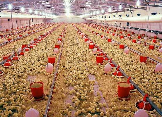 Bu mesleği yapanlar 12 bin TL kazanıyor 7