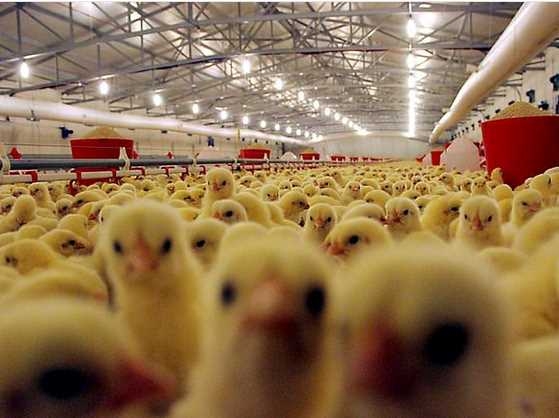 Bu mesleği yapanlar 12 bin TL kazanıyor 8