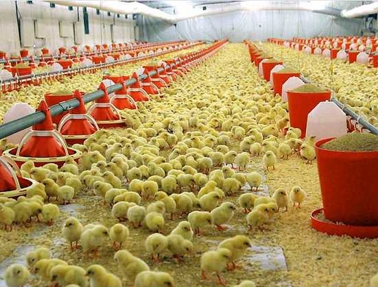 Bu mesleği yapanlar 12 bin TL kazanıyor 9