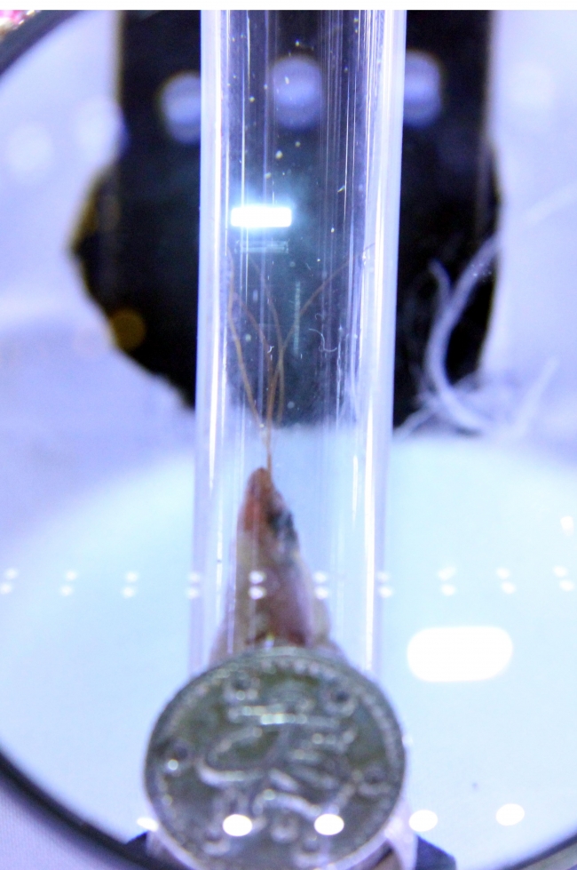 Sakal-ı Şerif, Yozgat'ta ziyarete açıldı 10