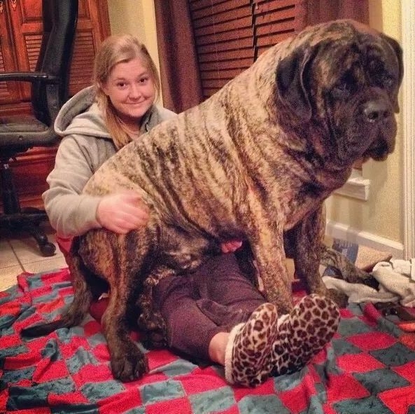 Kendini bebek zanneden 14 dev köpek 6