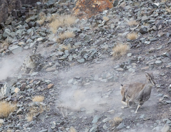 Bu fotoğraflardaki leoparları görebiliyor musunuz? 6