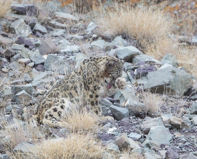 Bu fotoğraflardaki leoparları görebiliyor musunuz? 8