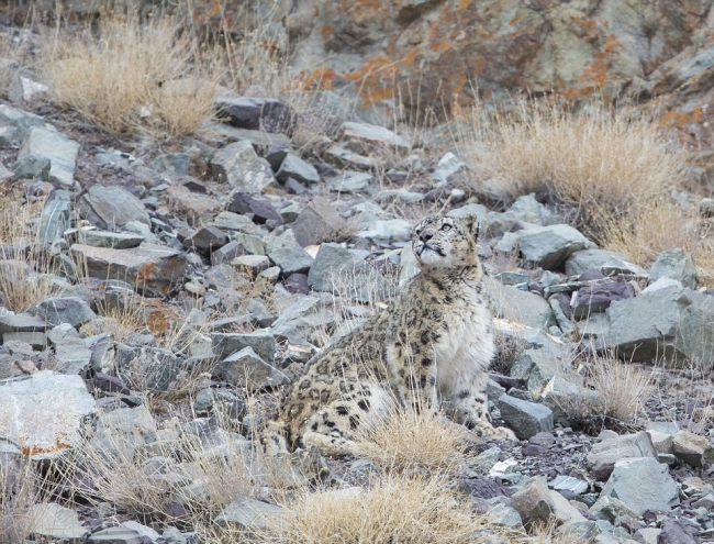 Bu fotoğraflardaki leoparları görebiliyor musunuz? 5