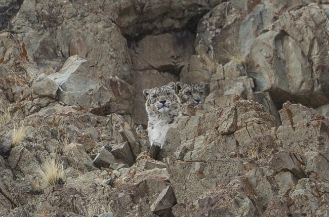 Bu fotoğraflardaki leoparları görebiliyor musunuz? 12