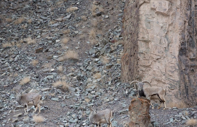 Bu fotoğraflardaki leoparları görebiliyor musunuz? 1