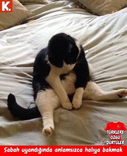 Türklere özgü dürtüler 11