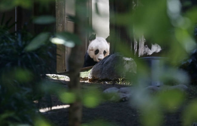 Dünya'nın en yaşlı pandası 37 yaşında! 6
