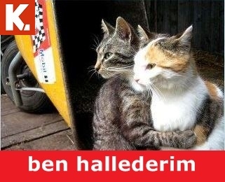 Çayın yanında tadımlık capsler 8