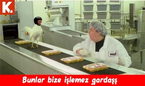 Birbirinden eğlenceli capsler 15