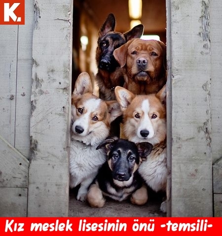 Birbirinden eğlenceli capsler 16