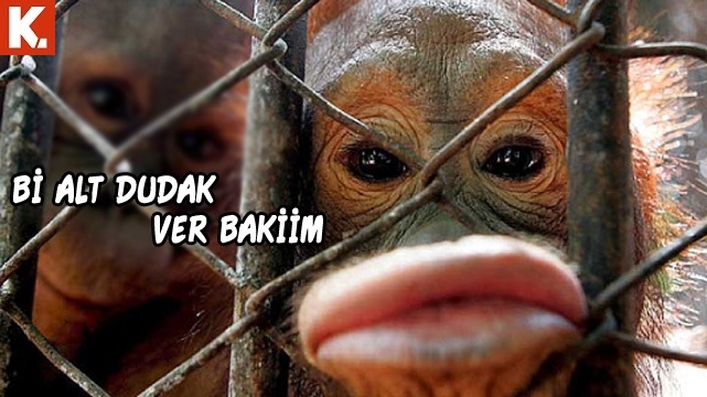 Birbirinden eğlenceli capsler 26