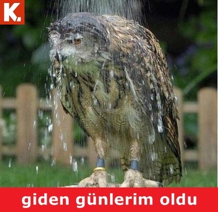 Birbirinden eğlenceli capsler 6