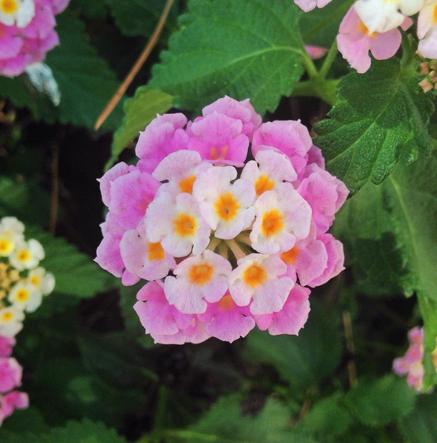 Instagram'da ünlüler: Düğünümüz var! 15