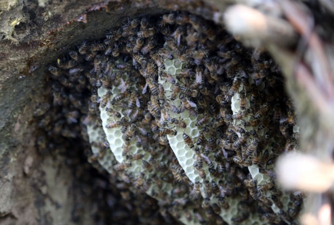 Bal arılarına serenat: Arım balağım peteğim! 4